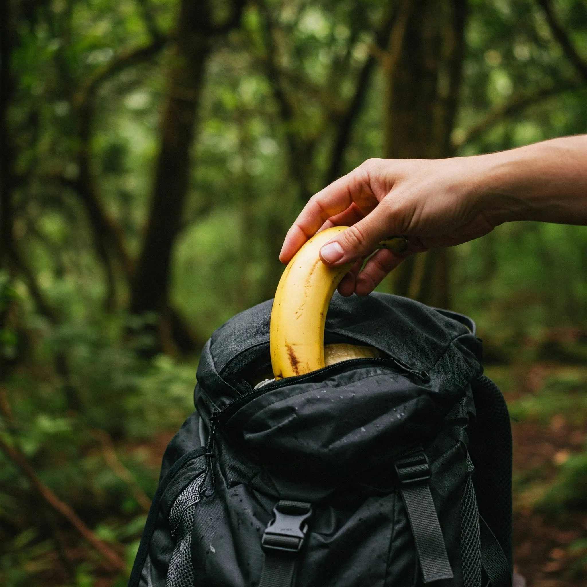 De Canarias para el Mundo — bosque laurisilva canario generado con IA